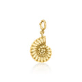 Gold nautilus seashell charm with loop bail, polished sunburst ridges