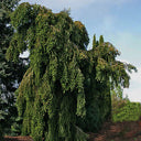 Abies alba Green Spiral #6