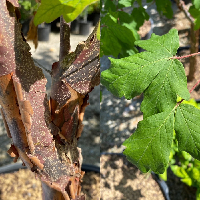 Acer griseum #7