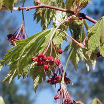 Acer jap Vitifolium 4' HT