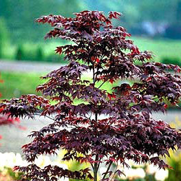 Acer palm Bloodgood #7