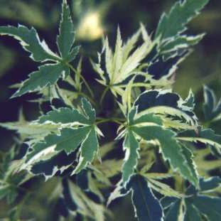Acer palm Butterfly 4'ht