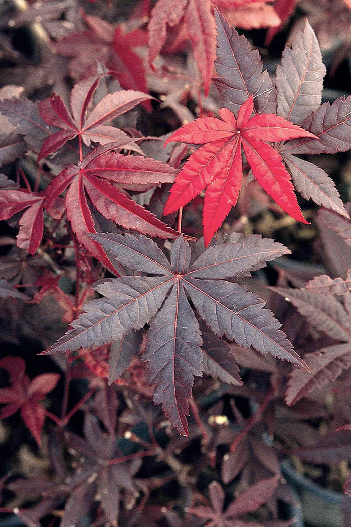 Acer palm Emperor 1 #7