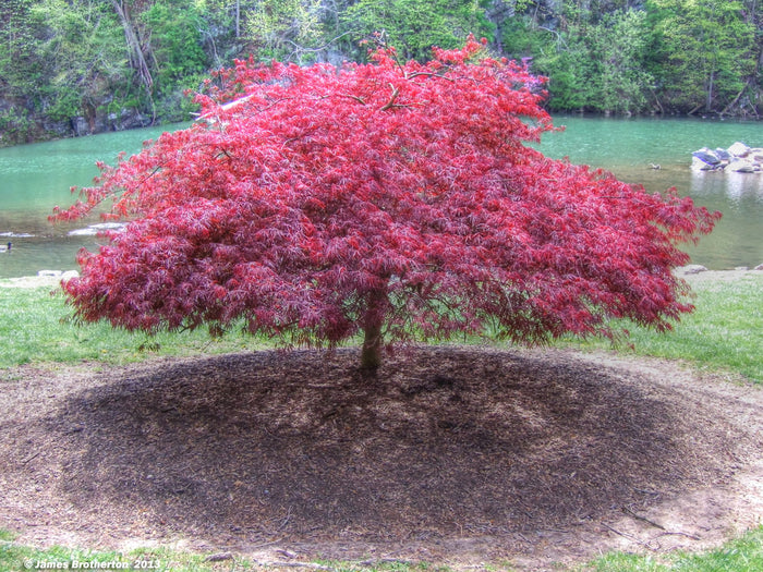 Acer palm Ever Red #10