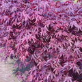 Acer palm Fireglow #6