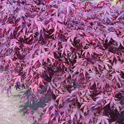 Acer palm Fireglow #6