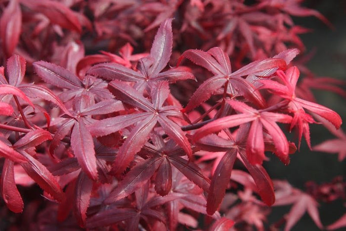 Acer palm Hime Shojo #3