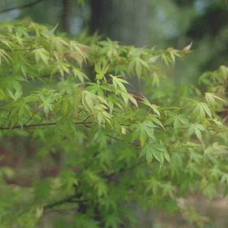 Acer palm Katsura #6