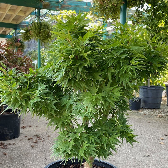Acer palm Mikawa yatsubusa #3