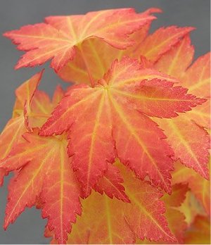Acer palm Orange Dream #3