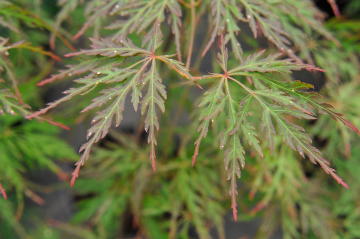 Acer palm Orangeola 30"spd