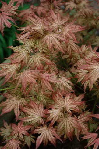 Acer palm Peaches & Cream #7