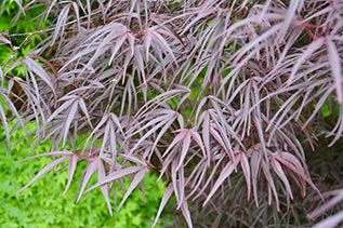 Acer palm Pung kil #6