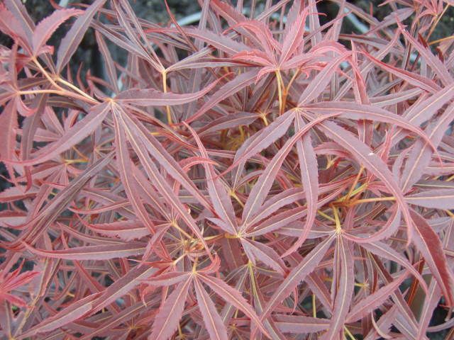 Acer palm Red Pygmy #6