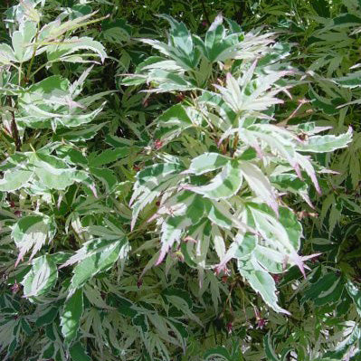 Acer palm Roseo Marginatum #6