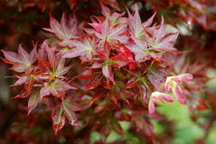 Acer palm Ruby Stars #7