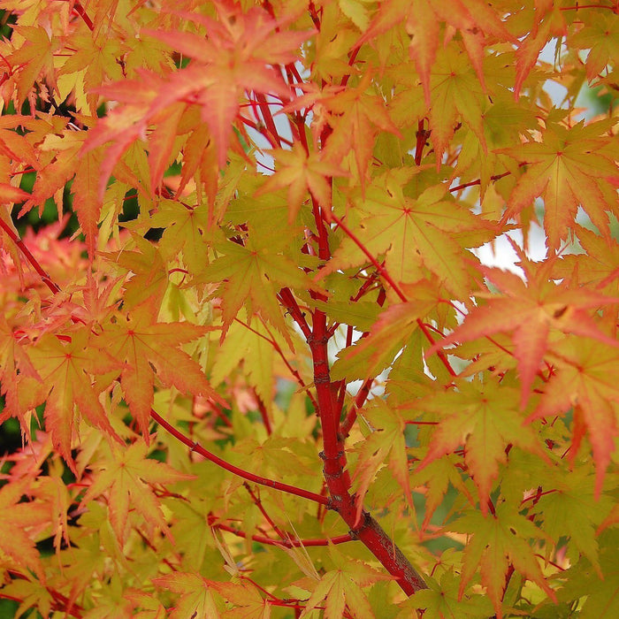 Acer palm Sango Kaku #7