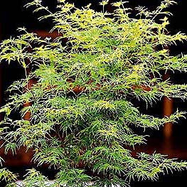 Acer palm Seiryu #6