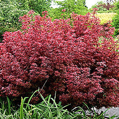 Acer palm Shaina #6