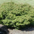 Acer palm Sharp's Pygmy #3