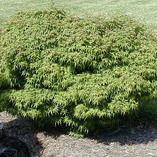 Acer palm Sharp's Pygmy #3