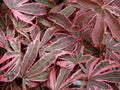 Acer palm Shirazz #7