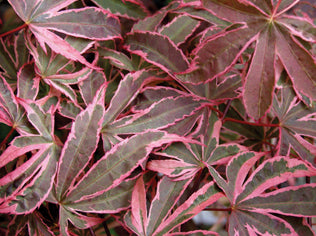 Acer palm Shirazz #7
