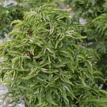 Acer palm Shishigashira 4'ht