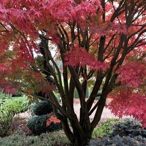 Acer palm Tobiosho #6