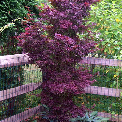 Acer palm Twombly's Red Sentinel 4'ht