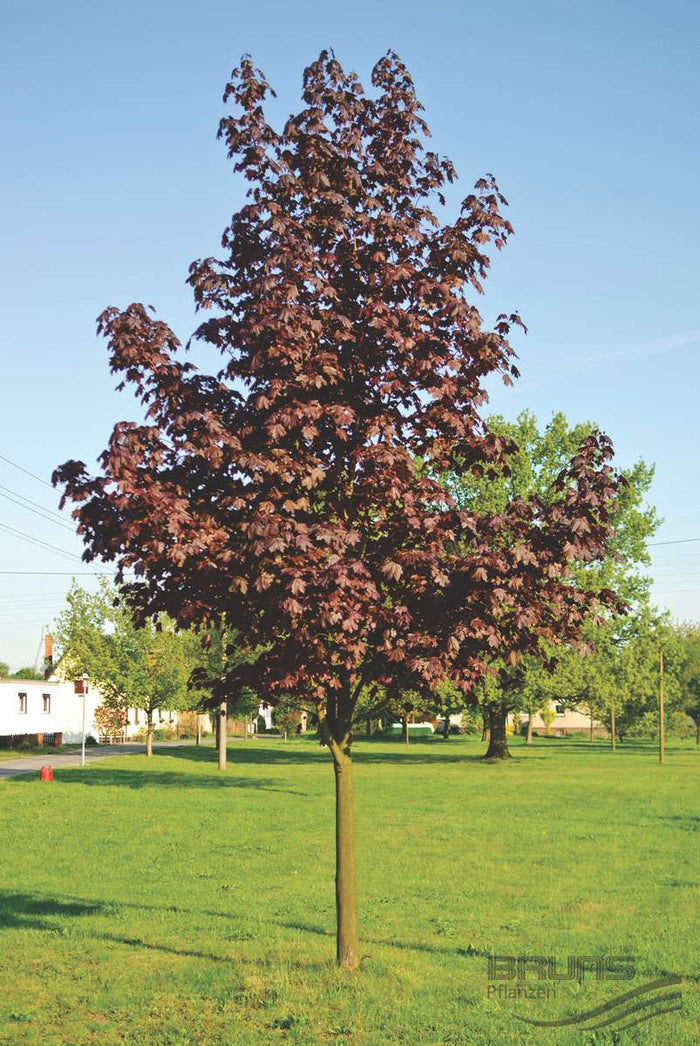 Acer plat Royal Red #15