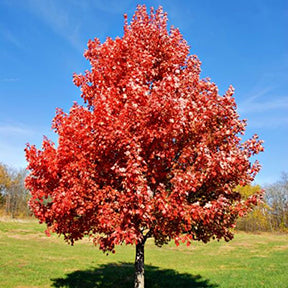 Acer r Brandywine #15