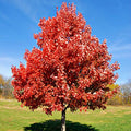 Acer r Brandywine #7