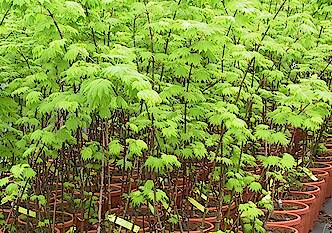 Acer shir Aureum #3