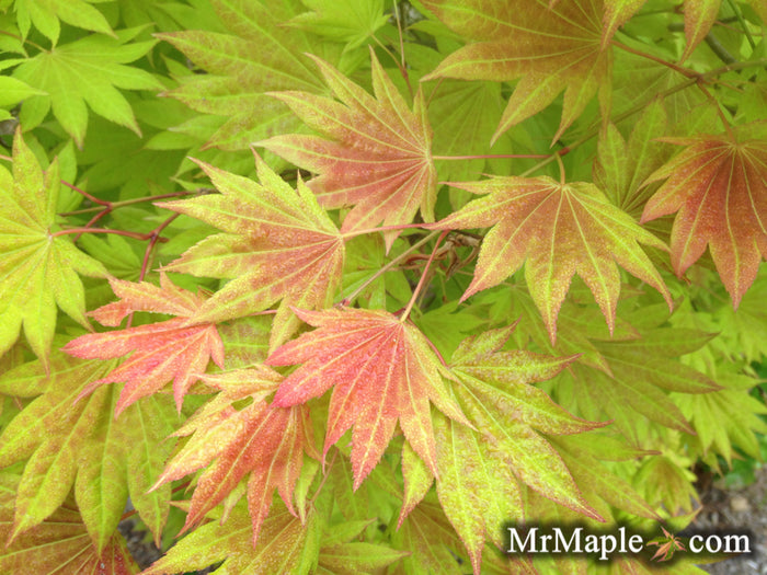 Acer shir Moonrise #6