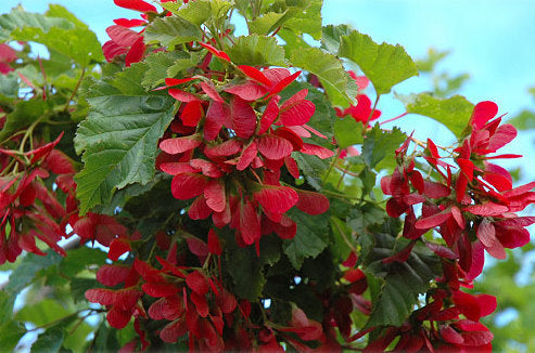 Acer tat Hot Wings MS 6'