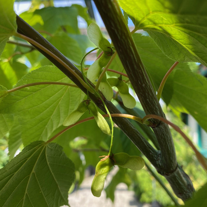 Acer teg White Tigress #7