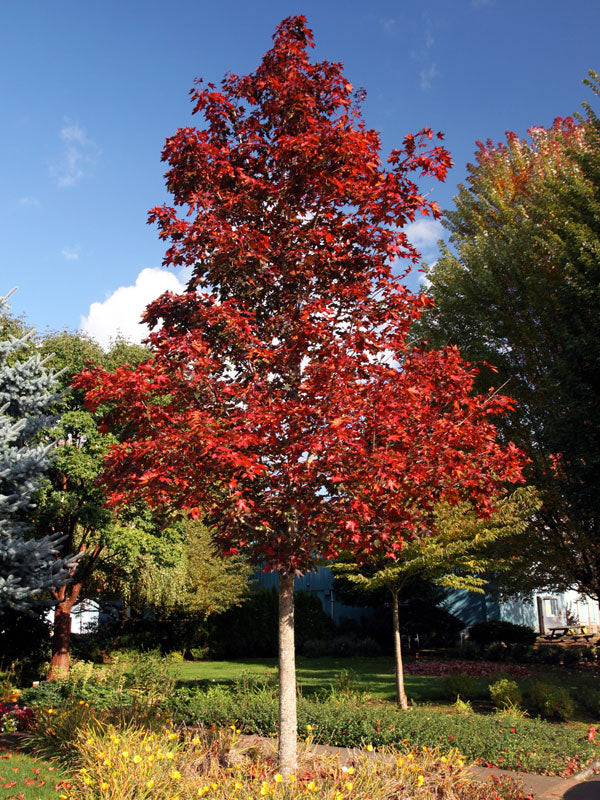 Acer x Crimson Sunset #15
