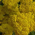 Achillea Coronation Gold #1
