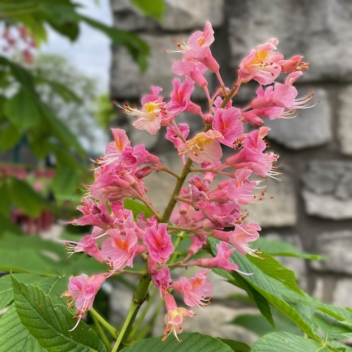 Aesculus x car Fort McNair #15