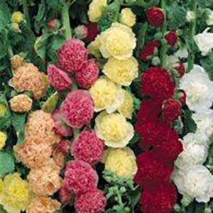 Alcea Chater's Double 1 qt