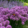 Allium Serendipity PW#1