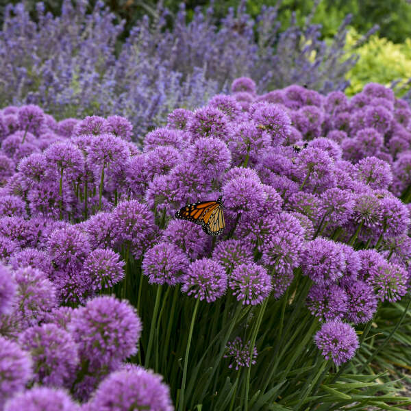 Allium Serendipity PW#1