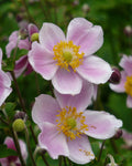 Anemone September Charm #1