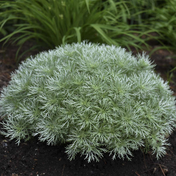 Artemisia Silver Mound #1