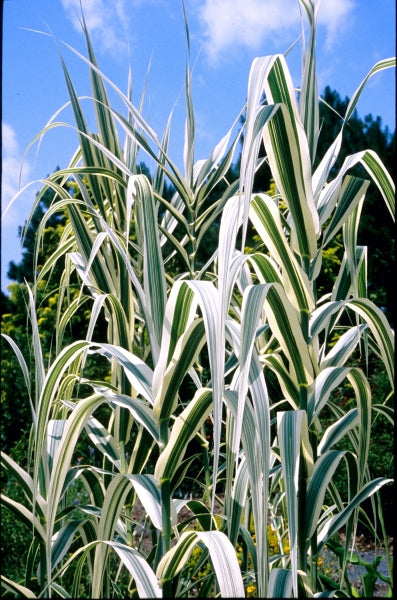 Arundo d Peppermint Stick cl #5