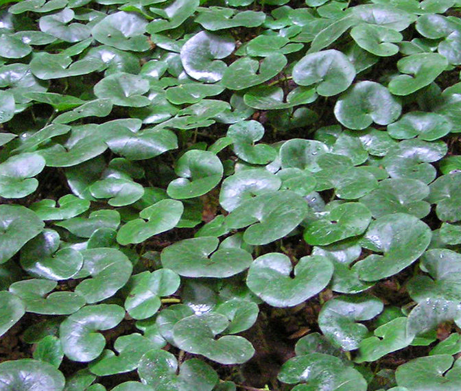 Asarum europeum #1