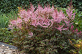 Astilbe Delft Lace #1