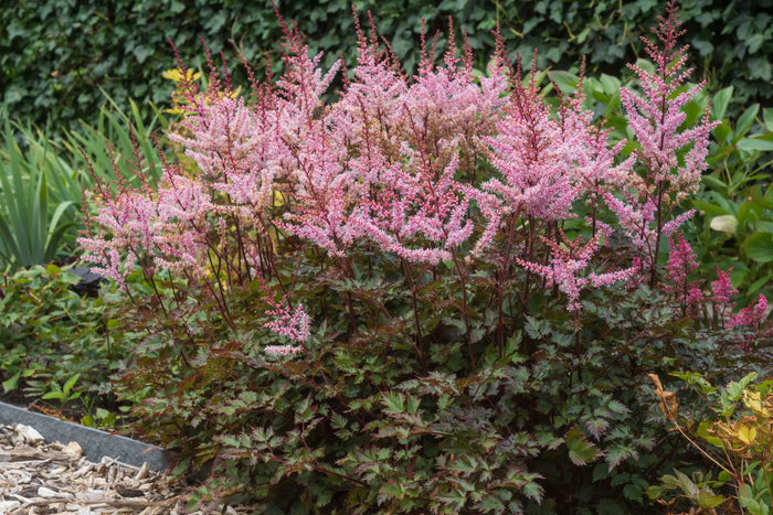 Astilbe Delft Lace #1