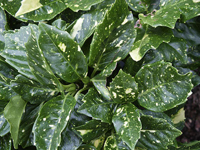Aucuba japonica variegata #3